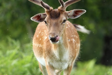 male fallow deer portrait
