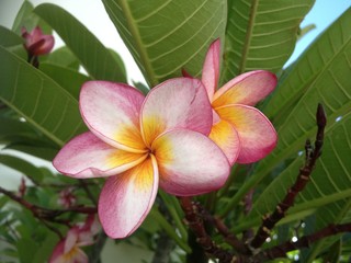 プルメリア