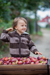 Fototapeta premium Boy with a trolley full of apples