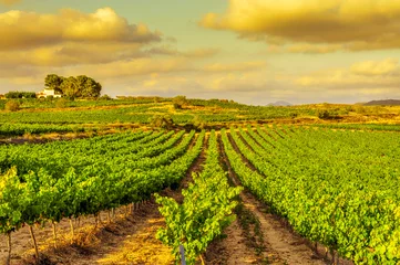 Papier Peint photo autocollant Vignoble un vignoble dans un pays méditerranéen au coucher du soleil