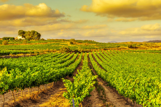 a vineyard in a mediterranean country at sunset