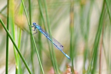 Beautiful dragonfly. Macro shot of nature. Libellula depressa. Insects close up.  