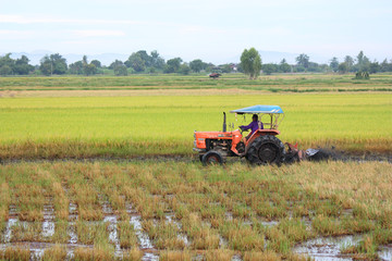 Tractor plowing a rice field