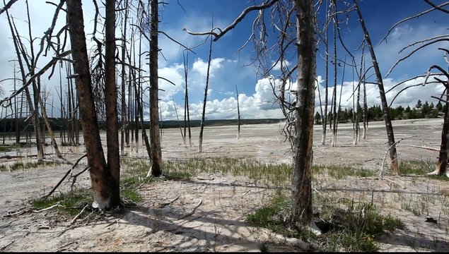  Dead trees at Celestine Pool, Lower Geyser Basin, Yellowstone N