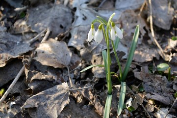 Frühlingsgruß