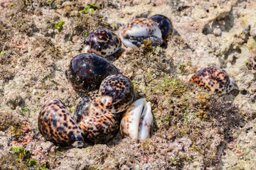 Shells