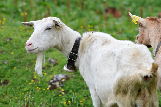 Biquette &agrave; la barbiche