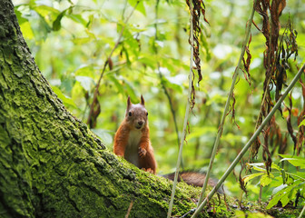 squirrel in the forest