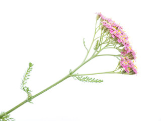 pink milfoil on white background © enskanto
