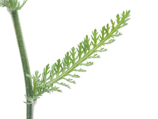yarrow leaf on a white background