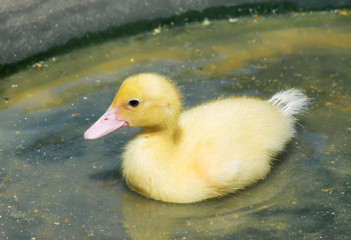 chick on the water