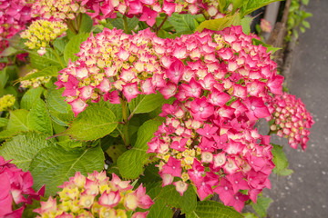 Beautiful, red hydrangea blossom
