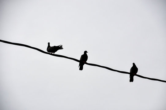 Three pegions