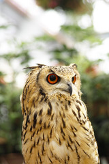 ベンガルワシミミズク