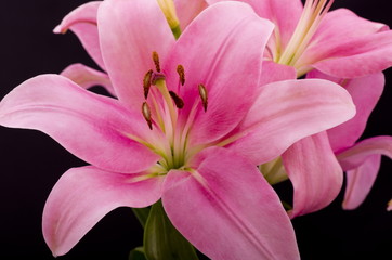 Fototapeta na wymiar Oriental Pink Lilly