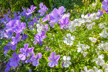 Obraz na płótnie Canvas Violas or Pansies Closeup in a Garden