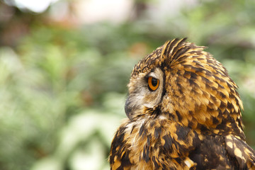 ベンガルワシミミズク