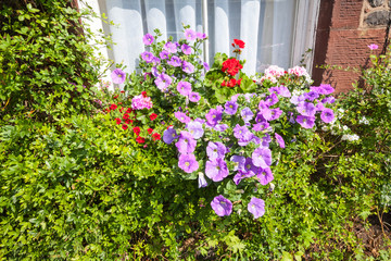 Fototapeta na wymiar Beautiful violet petunia flowers and old window