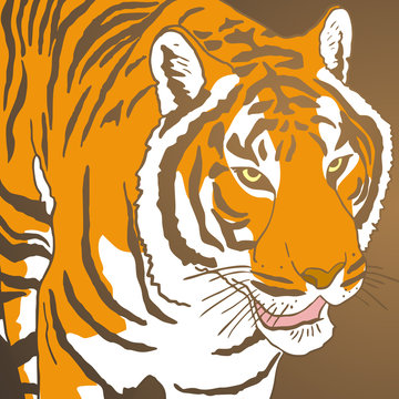 Tiger cover
