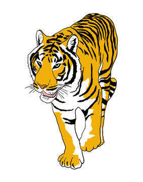 Vector tiger
