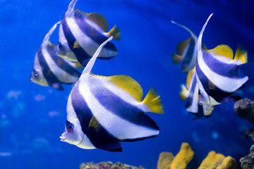 Tropical fishes swim near coral reef. Selective focus