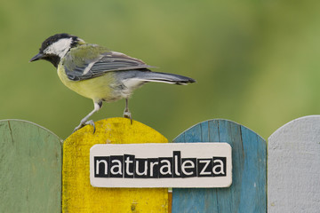 Bird perched on a fence decorated with the word naturaleza