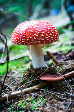 Amanita poisonous mushroom in nature