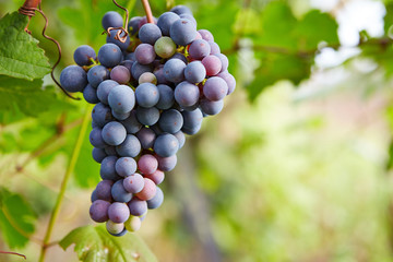 Branch of red wine grapes