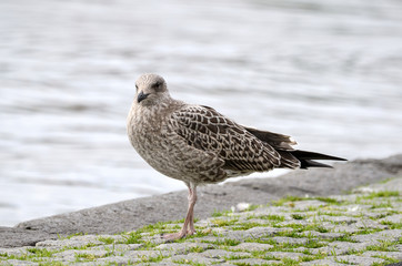 Подросший птенец чайки клуши