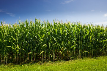 Corn stalks with a very blue sky showing clean energy