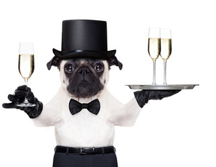 happy new year dog