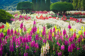 Panele Szklane Podświetlane  Ogród z kwiatami
