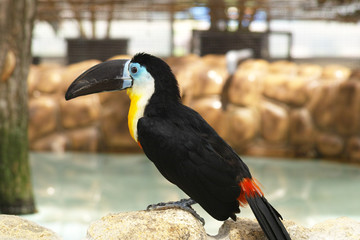 ヒムネオオハシ