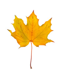 Fototapeta premium Autumn maple branch with leaves isolated on a white background