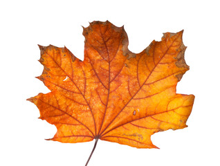 Autumn maple branch with leaves isolated on a white background