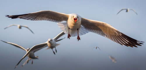 Seagull © beerphotographer
