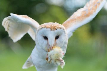 Barn Owl close up