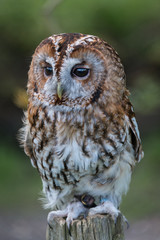 Tawny Owl