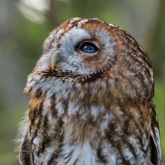 Tawny Owl