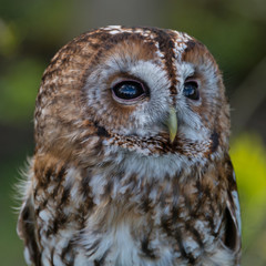 Tawny Owl