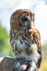 Tawny Owl