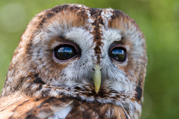 Tawny Owl © fotogenix