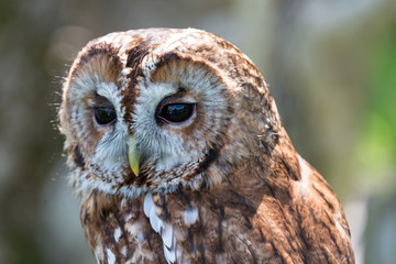 Tawny Owl