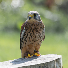 Kestrel, bird of prey