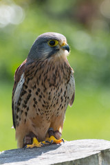 Kestrel, bird of prey