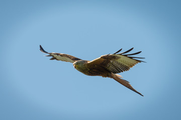 Red Kite in flight