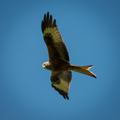 Red Kite in flight