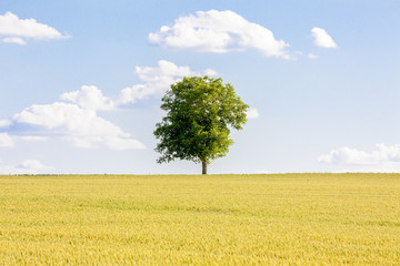 Arbre Seul_5