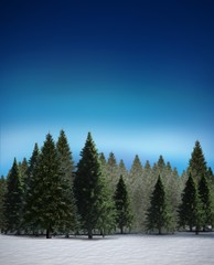 Fir tree forest in snowy landscape