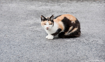 tricolored cat sitting on the street looking at camera